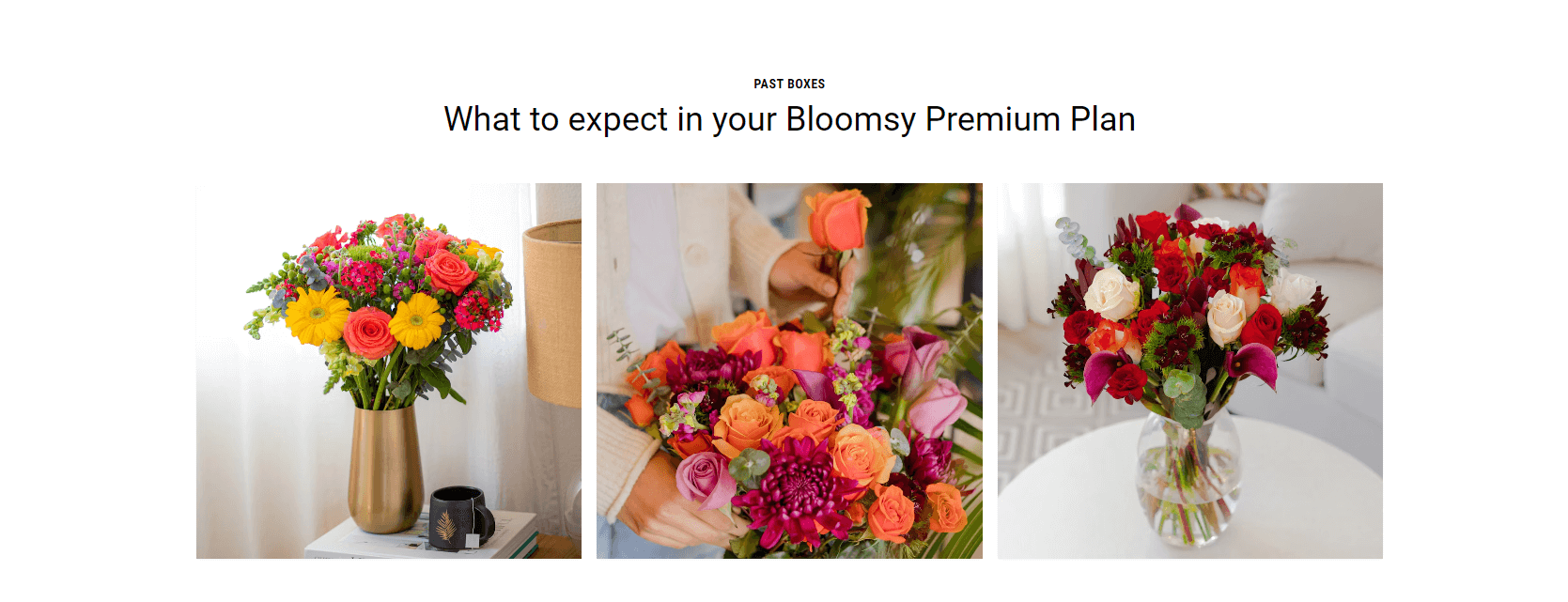 Bloomsy Premium