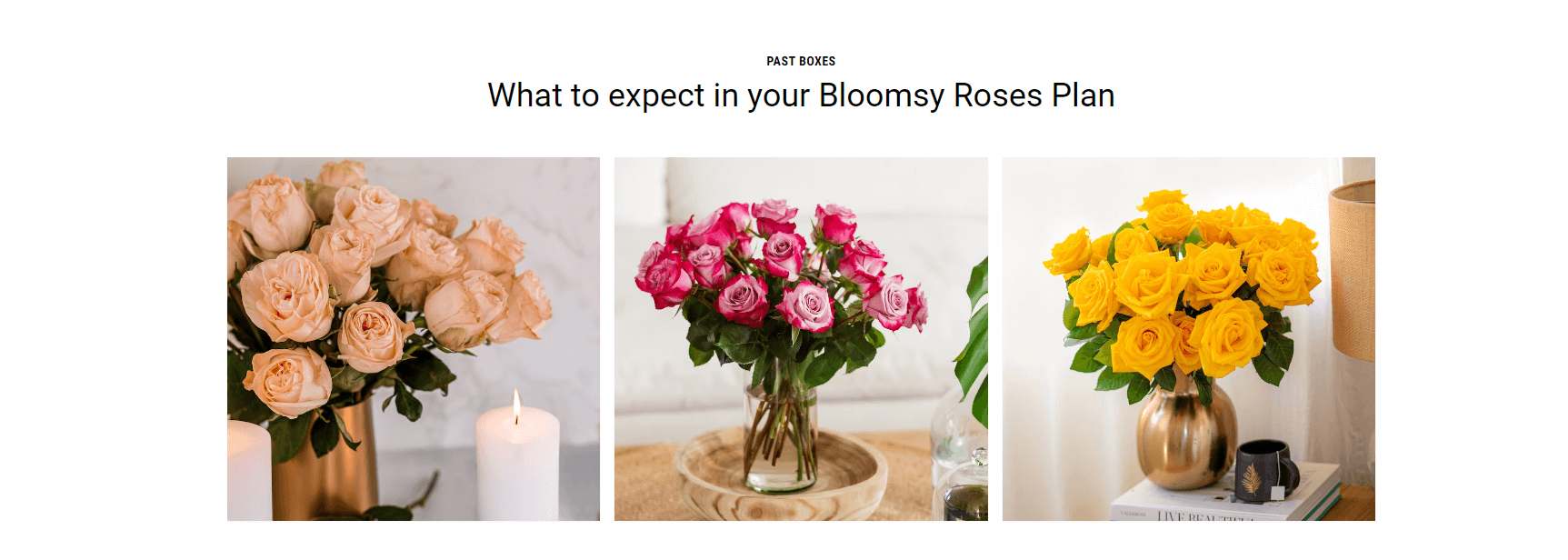 Bloomsy Roses