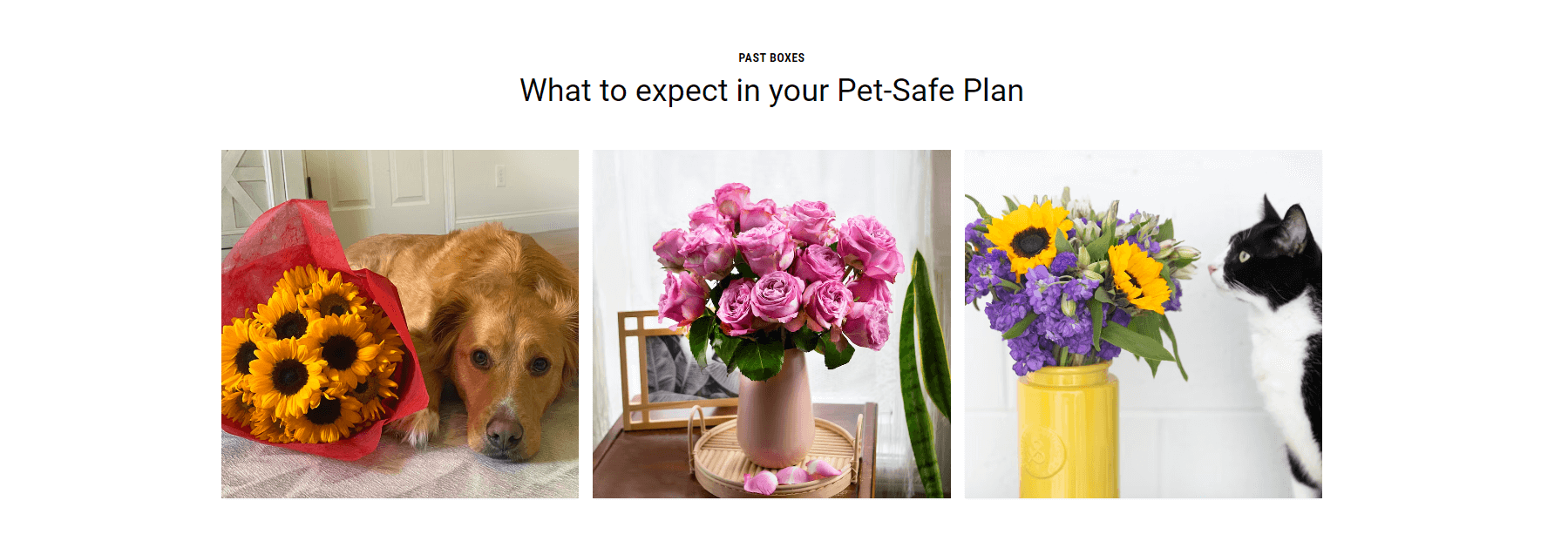 Pet-Safe Blooms