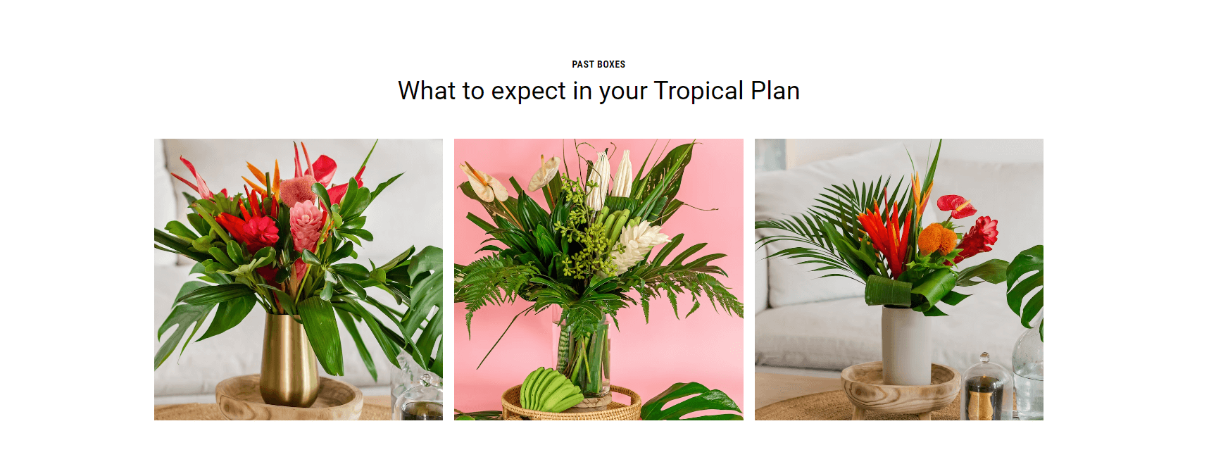 Tropical Subscription